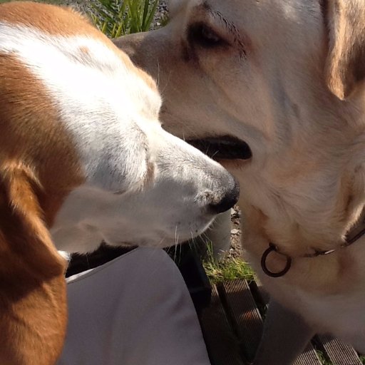 caninbretagne's profile picture. 