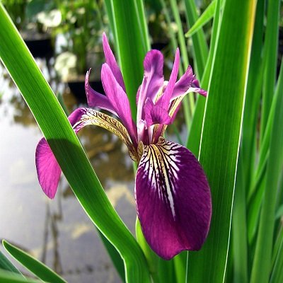 we are a family run nursery in the year of Lincolnshire Wolds. We are the top sellers in the UK for pond plants for frogs and dragonflies etc…