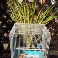 インコとネコのお世話 家族account + 親族 follow(Support)please… (@ekvpbn3) Twitter profile photo