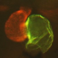 Waxman Lab (@waxman_lab) 's Twitter Profile