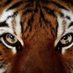 MCHS Tiger Soccer (@mchstigersoccer) Twitter profile photo MCHS Tiger Soccer (@mchstigersoccer) Twitter profile photo
