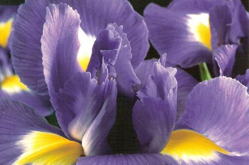 irisonbooks's profile picture. Former bookblogger, now occasional blogger.  Still reading. I mostly talk feminism, politics, phd, books, motherhood, and music.