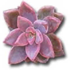 Family run, Licensed Succulent Nursery specializing in beautiful affordable Succulents for Weddings, Events,  & much more!
We ship anywhere in US!