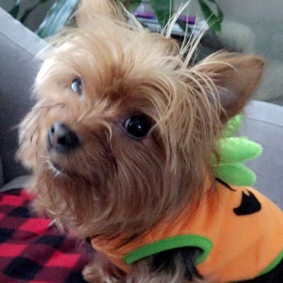 puttnug's profile picture. I love peanut butter, pineapples, playing with/humping my toys, outside, eating spiders and probably you. Yup, definitely you.