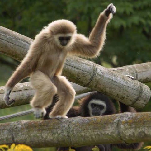 Mojo_de's profile picture. Stadtaffe.