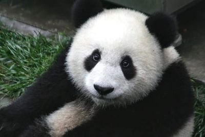 Find beautiful gifts and accessories to benefit wildlife conservation programs and endangered species preservation.