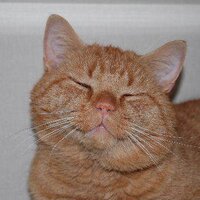 Oromocto & Area SPCA (@oromoctospca) 's Twitter Profile