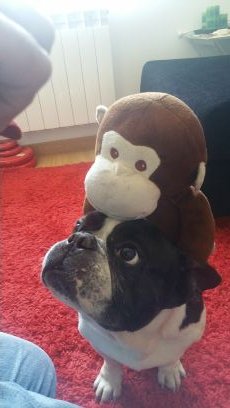 CoquinAK's profile picture. Atleti, ateo, republicano, antitaurino, antimadridista, cholista... Antigilista siempre. Calobiótico.