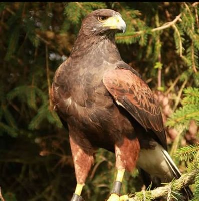 Mr_Rouse1's profile picture. We're Norfolk Wild Encounters, we rescue and rehabilitate wild birds of prey, and promote the conservation of them in and around Norfolk.