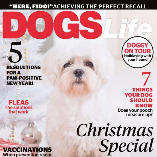 Dogs Life is the No.1 dog magazine in Australia and New Zealand. Tweets by Chief Canine Officer Rusty. Send biscuits!