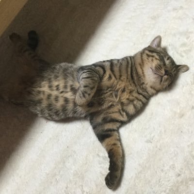 kfrm0512's profile picture. 爬虫類好きさんはフォローおねがい⭐️ボールパイソン、レオパ、ツノガエルなど飼育中♪ 1月は静岡イベント参戦😍