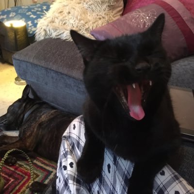 Lover of Staffies,Cats(Esp Black 1's),Photography,Comping,Good TV,Company great Friends,Reading,Laughter.I'm a Vegetarian .I have COPD .Always up 4 a nap!.