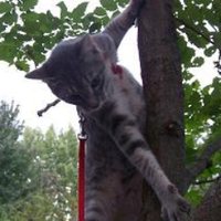 Storm Bear (@stormbear64) 's Twitter Profile