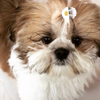 ShihtzuCherry's profile picture. I am a Shih Tzu .