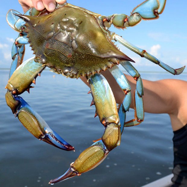 Fishing is the activity of trying to catch fish. Fish are normally caught in the wild. Techniques for catching fish include hand gathering, spearing netting