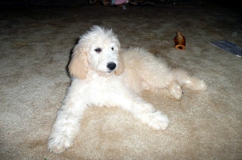 Have been working with dogs most of my life. Breeding Labradoodles since 2004, best breed I’m come across. To learn more..