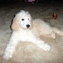 George Baker - @SeniorDog - Twitter