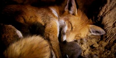 my name is ace (or several other names) | im 22 and afraid | i like youtube, vidya games, space, foxes and fantasy stuff | i dont use twitter often (they/them)