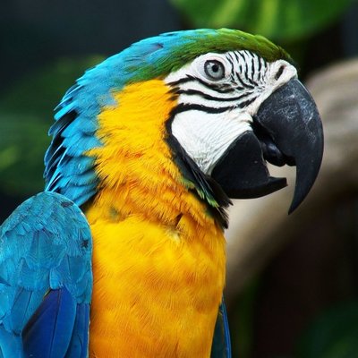Amazing Animal World (@Animal_World__) / Twitter Amazing Animal World (@Animal_World__) / Twitter