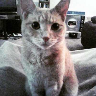 Gizmo_Richmond's profile picture. I love cat toys, nip and harassing my owner