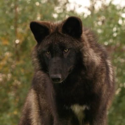 gingerwolfさんのプロフィール画像
