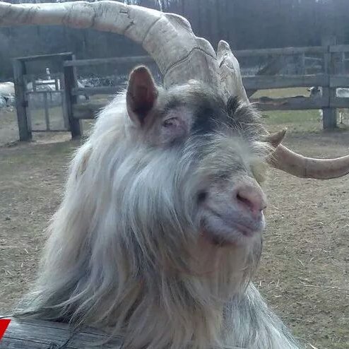 ZacZezima's profile picture. 