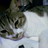 rocca_kijo