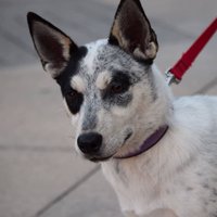 Hillcrest Rescue (@hillcrestrescue) 's Twitter Profile