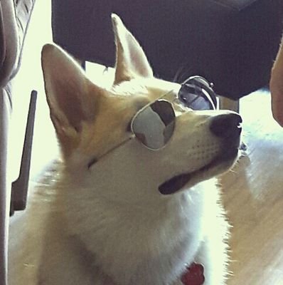 alannabelak's profile picture. Until I get famous, I'll mostly just tweet about my doggo.