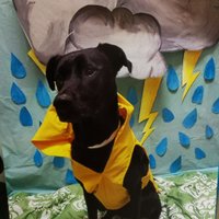 becky (@librarybecka) 's Twitter Profile