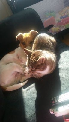 krissycocopops's profile picture. Animal lover 😘