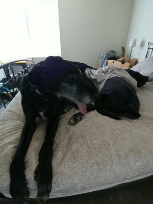 ChelleSDsRule's profile picture. #disabilityrights #disabled #chronicpain #fibro #migraines +; dogs, buns, chicks; live love laugh breathe; #serviceanimal