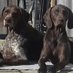 Fizz n Otto (@shipp_lisa) Twitter profile photo Fizz n Otto (@shipp_lisa) Twitter profile photo