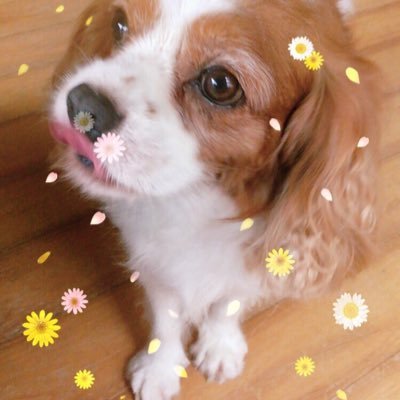 ななさいのきゃばりあ。