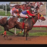 Criador Jorge Rangel (@criaderojrangel) 's Twitter Profile