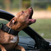 pitbullk9 (@pitbullk9) Twitter profile photo pitbullk9 (@pitbullk9) Twitter profile photo