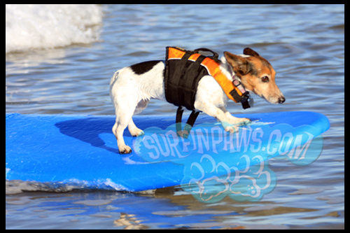 Dog Surfing Contest in Huntington Beach CA  raising funds and awareness about dogs needing adoption and the organizations that help find them there new homes !