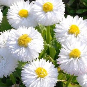 psikelif's profile picture. Uzm. Psikolojik Danışman 💫............... Lisans/Marmara Üniversitesi'10 ........... Yüksek Lisans/İstanbul Üniversitesi'14