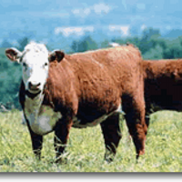 Grant E. Stufft DVM (@fvcattle) 's Twitter Profile