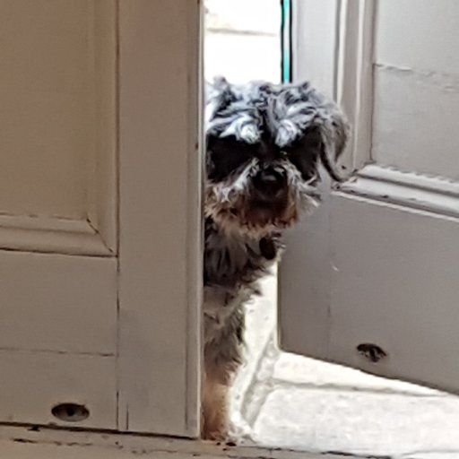 I'm a 5 year old Mini-Schnauzer who was kept in a cage my entire life in a  puppy farm. My life was a living hell. Then I was rescued by a charity. Safe now.