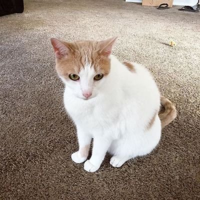 NerdSyncPumpkin's profile picture. I am Scott's favorite.