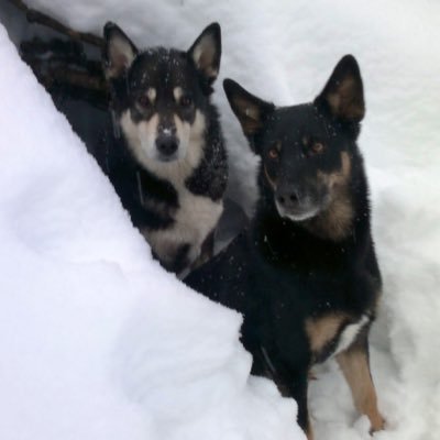 KurttioPaivi's profile picture. Laboratorionjohtaja Säteilyturvakeskuksen Radon ja terveys yksikössä. Mehiläistarhaaja, koirien ystävä, käsityöihminen ja vähän metsäläinen.