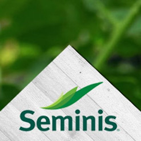 En Seminis desarrollamos, producimos y comercializamos semillas de vegetales que mejoran con cada generación para alimentar a un mundo en crecimiento.