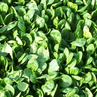 Imperial Valley Vegetable Growers Association (@ivvga) 's Twitter Profile