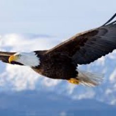 End Government Corruption, Most corruption (failure) in Washington is from favors extended to politicians for re-elections. The Freedom Document is the answer.