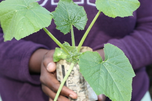 http://t.co/R9LicLrnHR is a blog dedicated to the gardening trials and tribulations of 2 city chics.