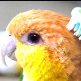 Lovely parrot