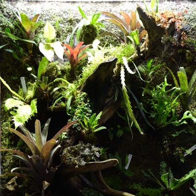 paludariumphoto's profile picture. 限られた空間で自然の世界を作り出す、パルダリウムを題材とした写真作品のコンテスト【パルダリウムフォトコンテスト～The world～】公式アカウントです。