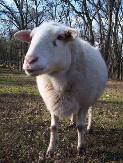 RescueandCare's profile picture. Our sanctuary rescues, cares, and is home to 250 animals who needed our help.