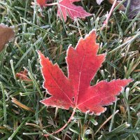 Cornie Thiessen (@corniethiessen1) Twitter profile photo